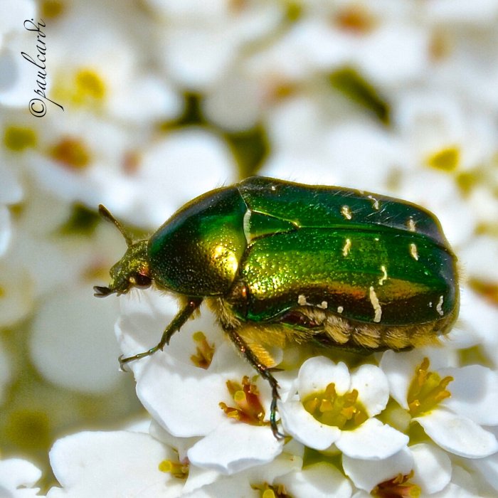 scarabée doré